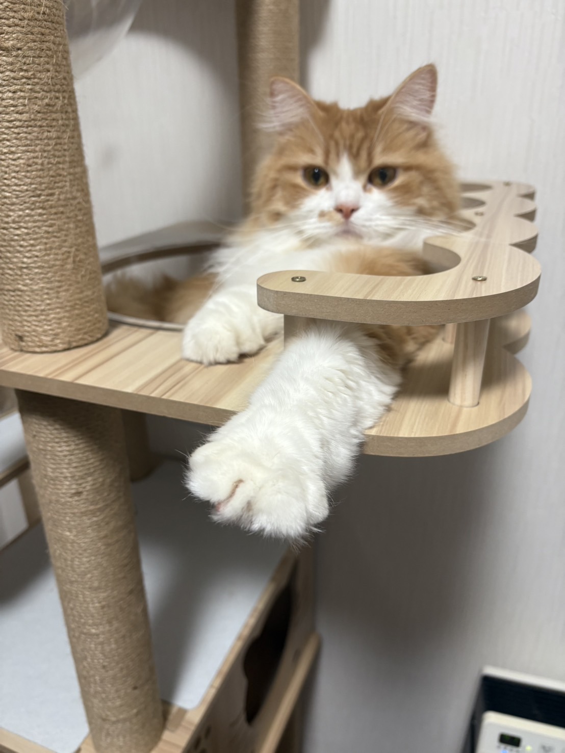 ぽぽちゃん